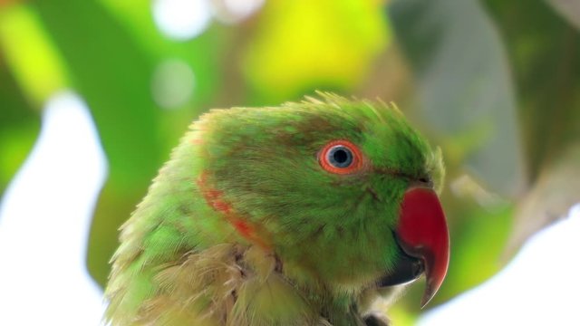 Rose-ringed Parakeet, Close up. Colorful parrot on green background.