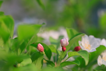 사과꽃이 핀 아름다운 풍경