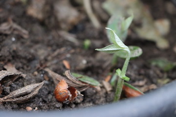Germinating seeds as new sapling 