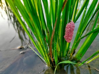 egg conch in the rice field