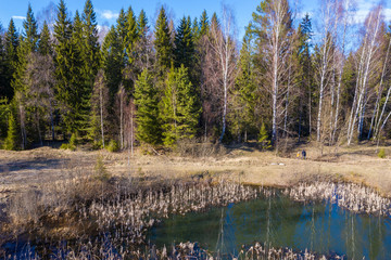 Obraz premium A small forest lake with last year's dry reed on a spring day.