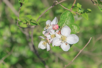 beautiful blossoming spring flower on a branch of apple tree  