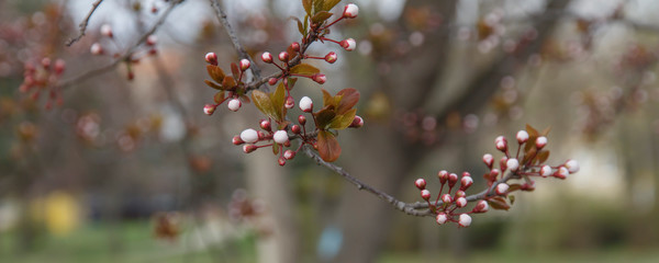 beautiful spring branch with white buds on a park background 