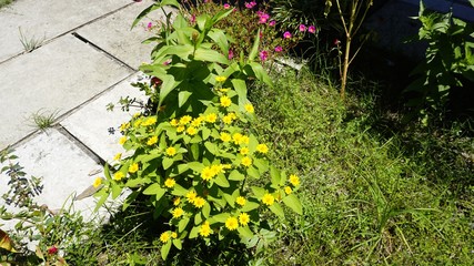 Fototapeta na wymiar zinnia flowers in the garden