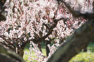 梅の花