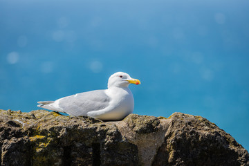 Naklejka premium seagull on the rock