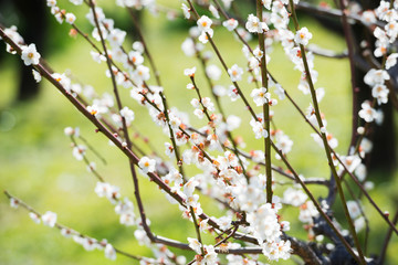 梅の花