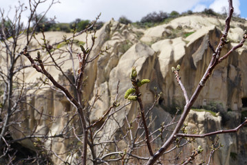Little pink flower bud on the branch and green leaves with blue sky background
