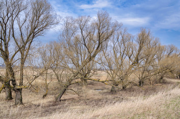 Dry trees without leaves on a spring cloudy day with dry grass on a background of blue sky with clouds. Away from people. Russian nature, landscape.