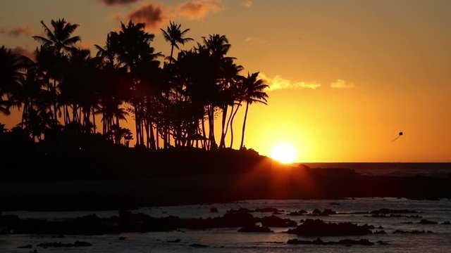 Beach sunset or sunrise with tropical palm trees. Summer travel holidays vacation getaway colorful concept photo from sea ocean water at Kohala coast, Big Island, Hawaii, USA.