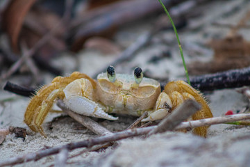 close up of crab