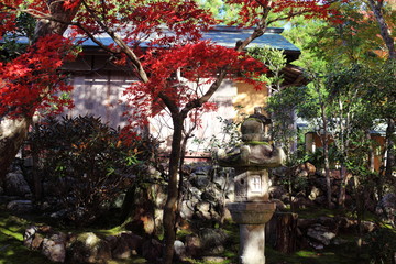 日本庭園の紅葉