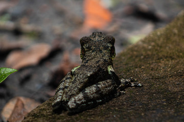 Little green frog in the ground
