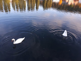 One of the swans dives under the water - Oslo 