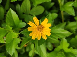 Yellow flower on green background