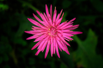 Obraz premium pink dahlia flower
