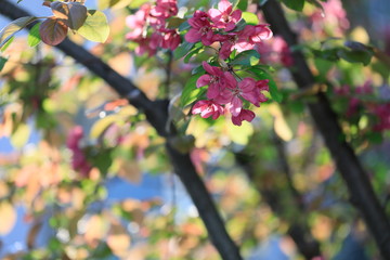 분홍색 사과꽃이 핀 아름다운 풍경