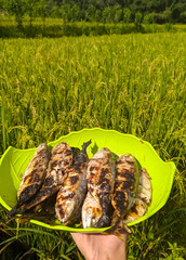 grilled fish served in the middle of rice fields