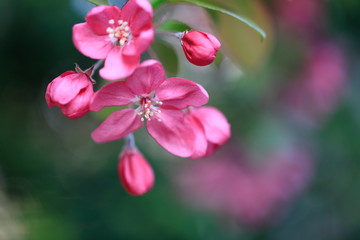 분홍색 사과꽃이 핀 아름다운 풍경