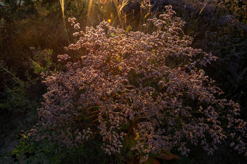 plants on the hill in the backlight at sunset