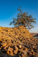 Fototapeta na wymiar arid ridge on the hill and dry vegetation