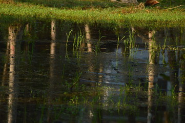 Obraz premium reflection in the water