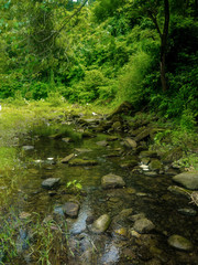 Naklejka na ściany i meble stream in the green forest with small rocks