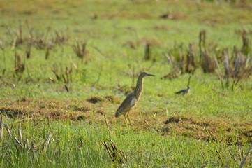 Obraz na płótnie Canvas heron in the grass close up photography with blurred background.