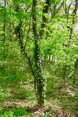 Obraz premium 八国山緑地