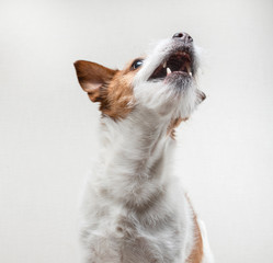funny face of the dog. happy pet catches food. Jack Russell Terrier 