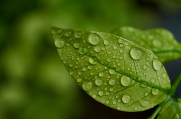 Close-up view of the wet leaf on a rainy day