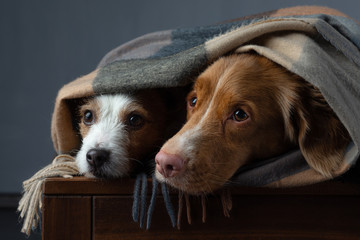 two dogs in a scarf. Nova Scotia Duck Tolling Retriever and a Jack Russell Terrier. Pets at home
