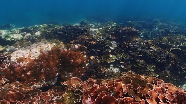 Underwater Colorful Tropical Fishes. Tropical underwater sea fishes. Underwater fish reef marine. Tropical colorful seascape.