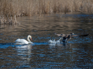 Swan attacking a goose in a pond at the district Djurgården in Stockholm