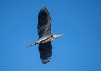 Heron flying by in the early morning sun at a pond in the district Djurgården in Stockholm