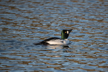 Male Golden-eye at a pond in the district of Djurgården  in Stockholm