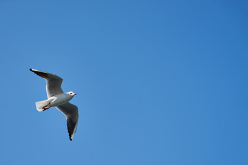 Image of seabirds. Image of seagulls.