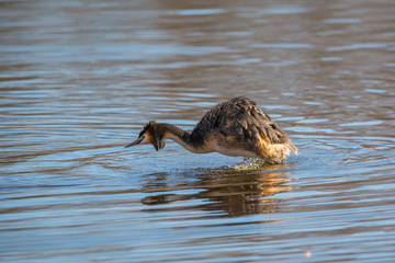 Great crested grebe in attack position in a pond in the district Bromma in Stockholm