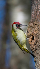 European green woodpecker inspects a hole in a birch tree in a nature preserve in the district...