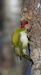 European green woodpecker inspects a hole in a birch tree in a nature preserve in the district Bromma of Stockholm.