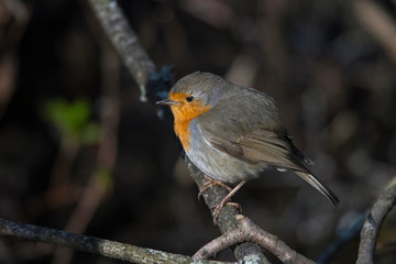 Robin on a branch in a park in the district Bromma in Stockholm