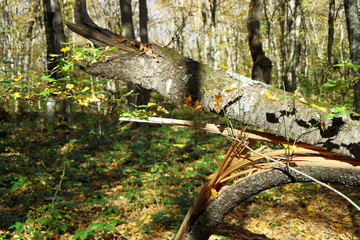 Image of a broken tree in the autumn forest.