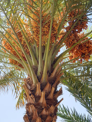 Obraz premium Date palm tree have fruitful.