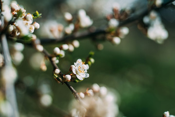 Photo of closeup blossoming tree in forest or park. Beautiful nature background