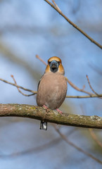 Hawfinch on a branch in the spring at a park in the district of Bromma in Stockholm a sunny spring day.