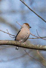 Hawfinch on a branch in the spring at a park in the district of Bromma in Stockholm a sunny spring day.