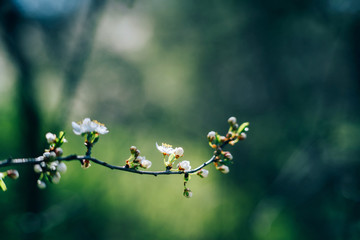 Photo of closeup blossoming tree in forest or park. Beautiful nature background