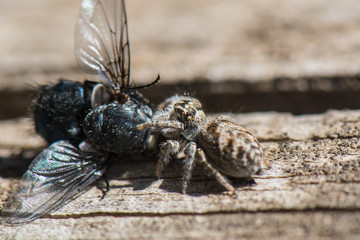 Jumping spider with caught fly