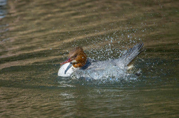 Female Goosander in a pond a sunny spring day in the district Bromma in Sweden