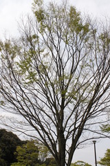 Obraz premium 日本の森の中で